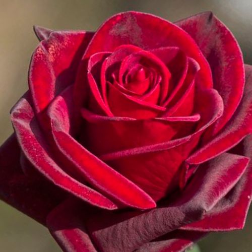 Rojo oscuro - Árbol de Rosas Híbrido de Té - rosal de pie alto- forma de corona de tallo recto